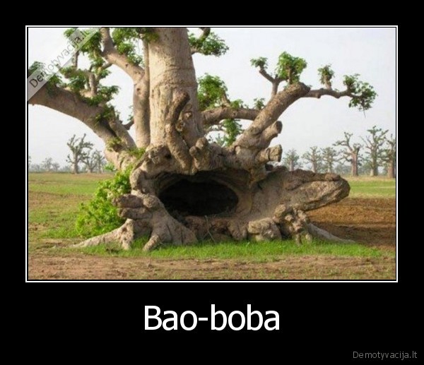 Bao-boba - 