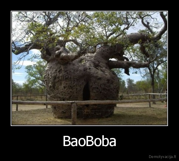 BaoBoba - 