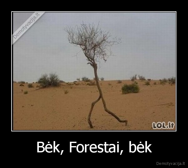 Bėk, Forestai, bėk - 