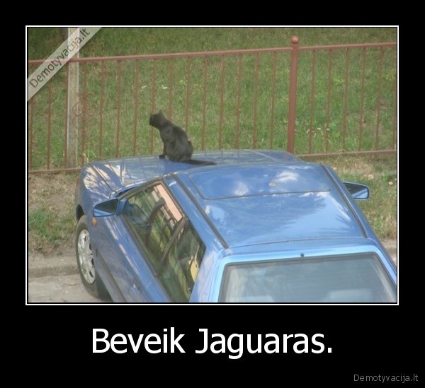 Beveik Jaguaras. - 