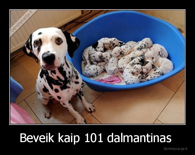 Beveik kaip 101 dalmantinas  - 