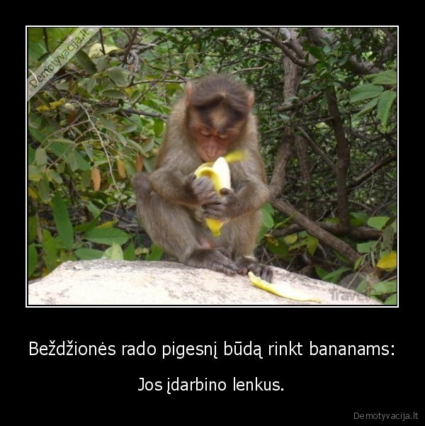 Beždžionės rado pigesnį būdą rinkt bananams: - Jos įdarbino lenkus.