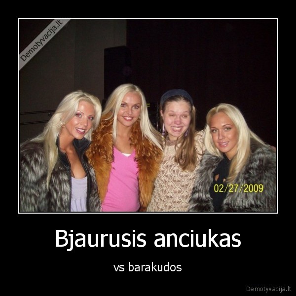 Bjaurusis anciukas - vs barakudos