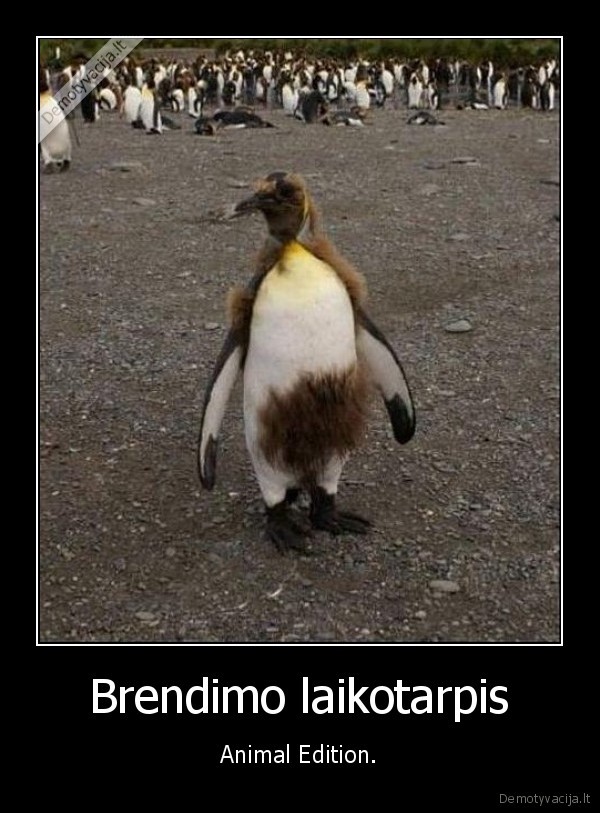 Brendimo laikotarpis - Animal Edition.