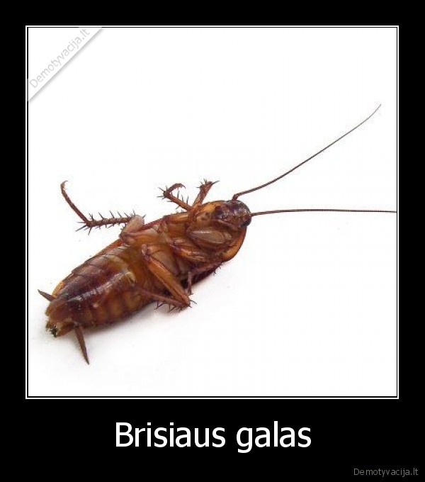 Brisiaus galas - 