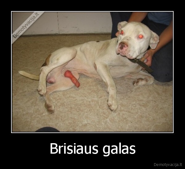 Brisiaus galas - 