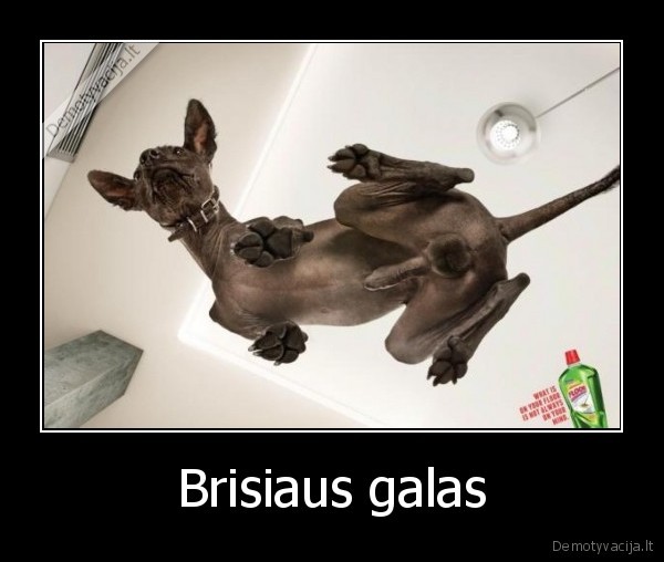 Brisiaus galas - 