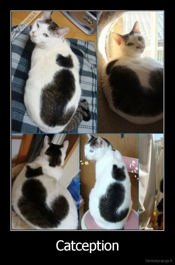 Catception - 