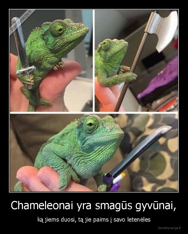 Chameleonai yra smagūs gyvūnai, - ką jiems duosi, tą jie paims į savo letenėles