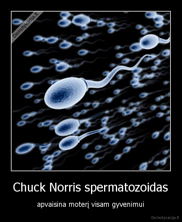 Chuck Norris spermatozoidas - apvaisina moterį visam gyvenimui