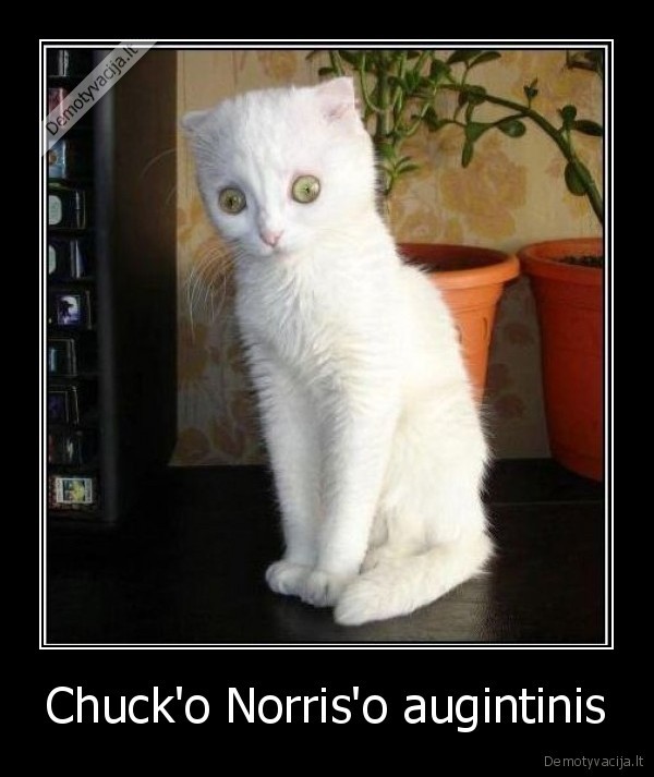 Chuck'o Norris'o augintinis - 