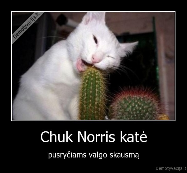 Chuk Norris katė - pusryčiams valgo skausmą