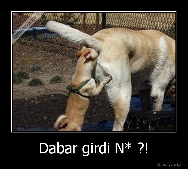 Dabar girdi N* ?! - 