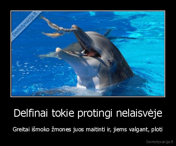 Delfinai tokie protingi nelaisvėje - Greitai išmoko žmones juos maitinti ir, jiems valgant, ploti