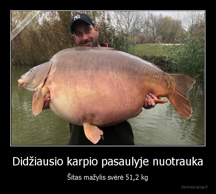 Didžiausio karpio pasaulyje nuotrauka - Šitas mažylis svėrė 51,2 kg