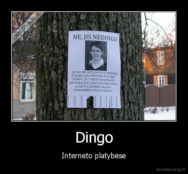 Dingo - Interneto platybėse