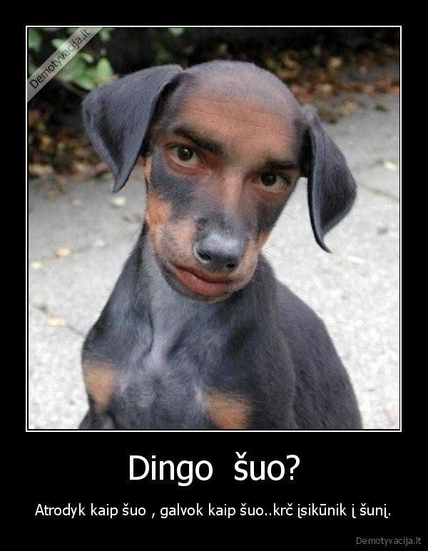 Dingo  šuo? - Atrodyk kaip šuo , galvok kaip šuo..krč įsikūnik į šunį.