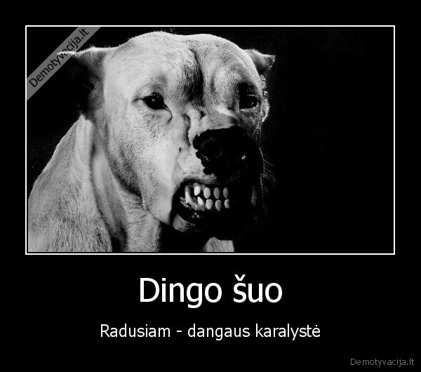 Dingo šuo - Radusiam - dangaus karalystė