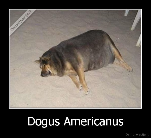 Dogus Americanus - 