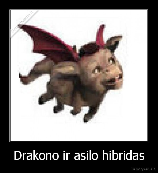 Drakono ir asilo hibridas - 