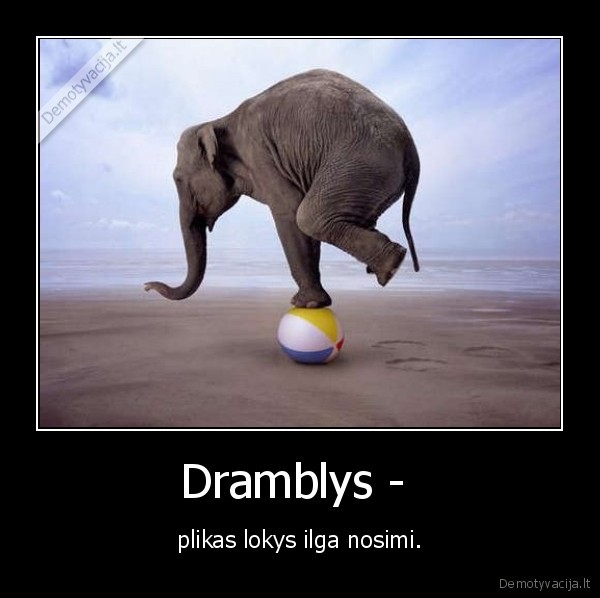 Dramblys -  - plikas lokys ilga nosimi.