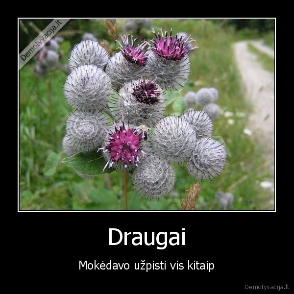 Draugai - Mokėdavo užpisti vis kitaip