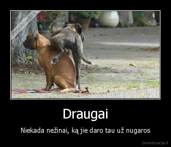 Draugai - Niekada nežinai, ką jie daro tau už nugaros