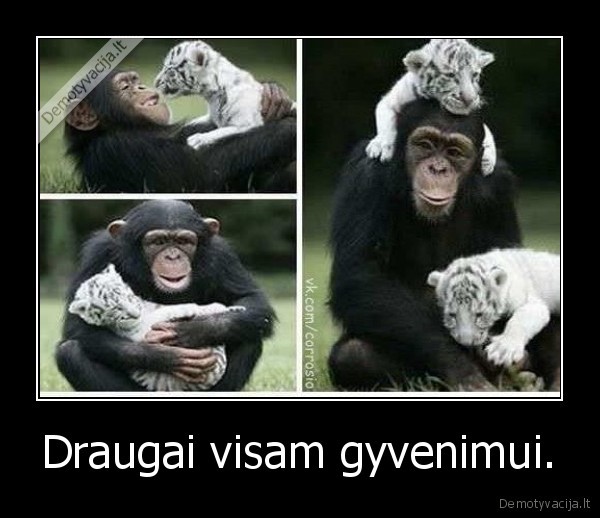 Draugai visam gyvenimui. - 