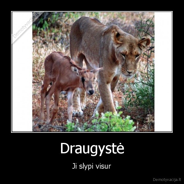 Draugystė - Ji slypi visur