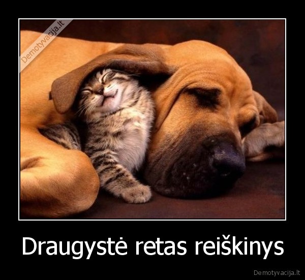 Draugystė retas reiškinys - 