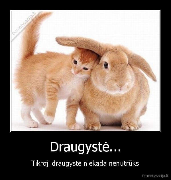 Draugystė... - Tikroji draugystė niekada nenutrūks