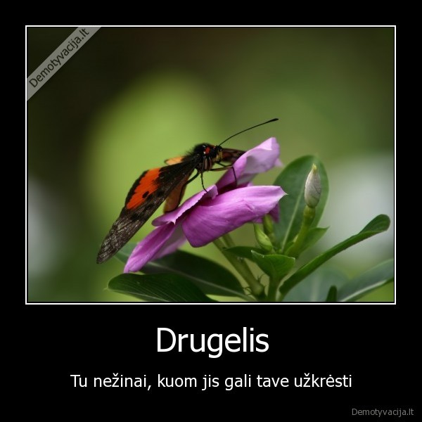 Drugelis - Tu nežinai, kuom jis gali tave užkrėsti