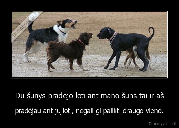 Du šunys pradėjo loti ant mano šuns tai ir aš - pradėjau ant jų loti, negali gi palikti draugo vieno.