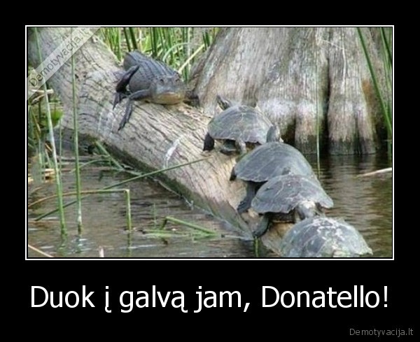 Duok į galvą jam, Donatello! - 