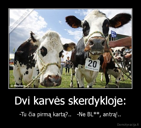 Dvi karvės skerdykloje: - -Tu čia pirmą kartą?..   -Ne BL**, antrą!..