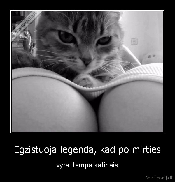 Egzistuoja legenda, kad po mirties - vyrai tampa katinais