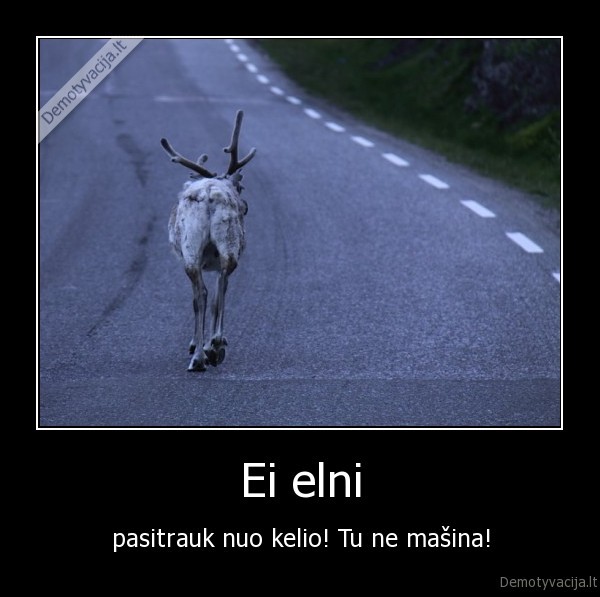 Ei elni - pasitrauk nuo kelio! Tu ne mašina!