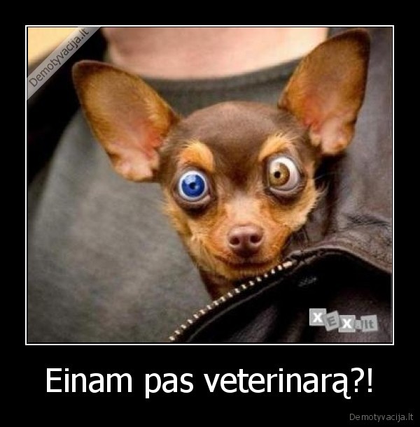 Einam pas veterinarą?! - 