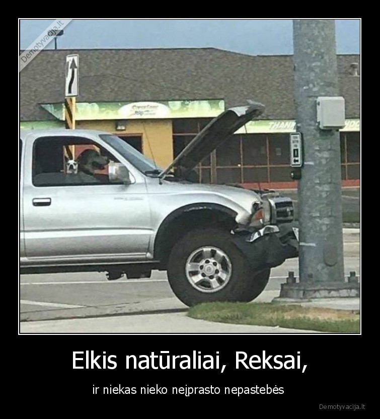 Elkis natūraliai, Reksai, - ir niekas nieko neįprasto nepastebės 