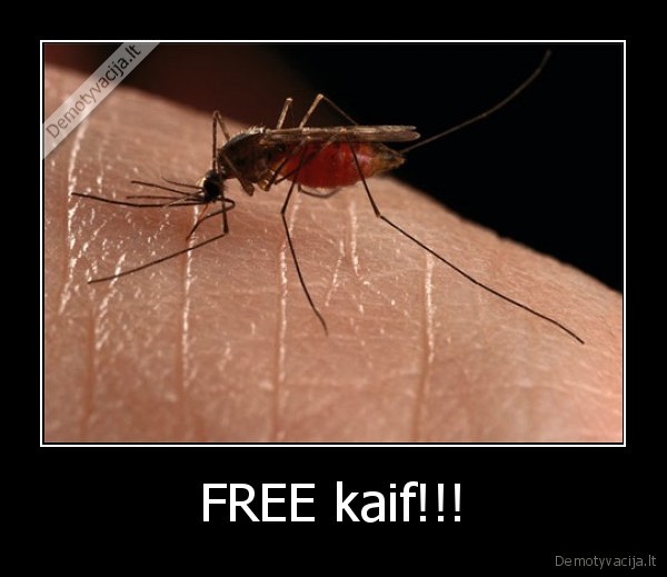 FREE kaif!!! - 