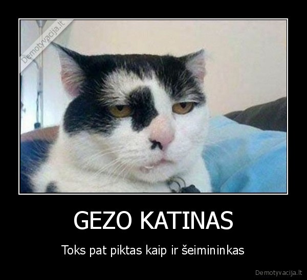 GEZO KATINAS - Toks pat piktas kaip ir šeimininkas