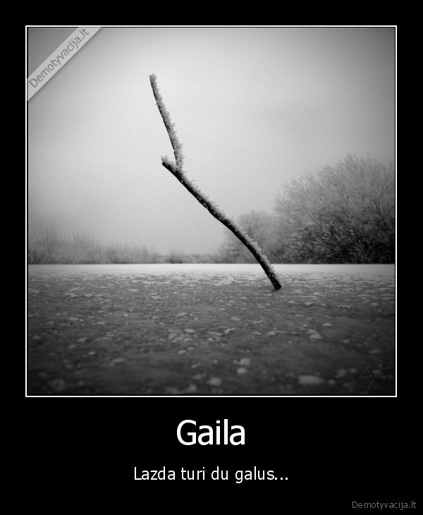 Gaila - Lazda turi du galus...