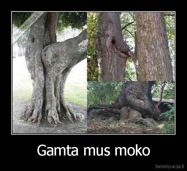 Gamta mus moko - 