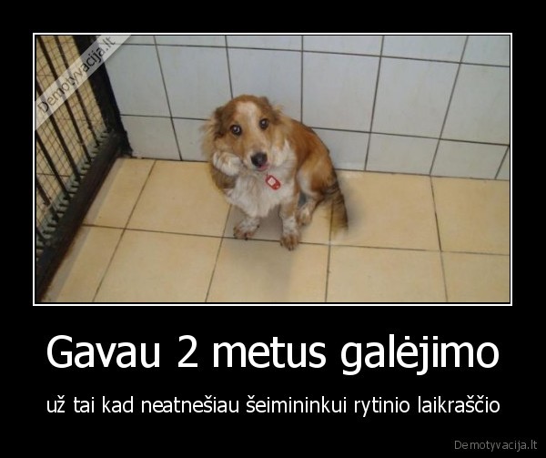 Gavau 2 metus galėjimo - už tai kad neatnešiau šeimininkui rytinio laikraščio