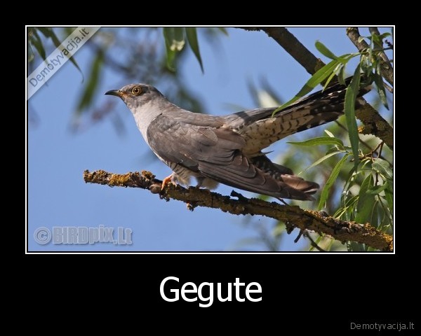 Gegute - 