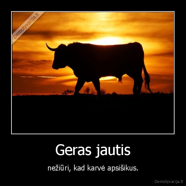 Geras jautis - nežiūri, kad karvė apsišikus.