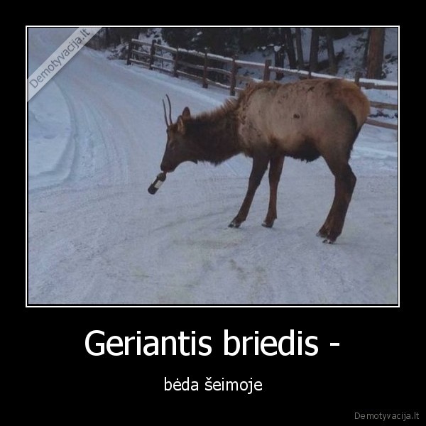 Geriantis briedis - - bėda šeimoje