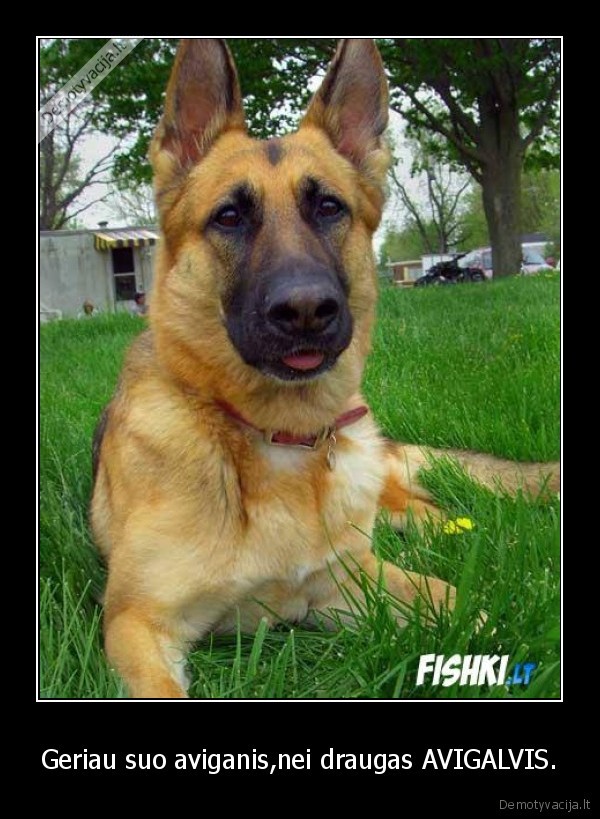 Geriau suo aviganis,nei draugas AVIGALVIS. - 