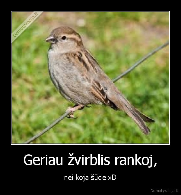 Geriau žvirblis rankoj, - nei koja šūde xD