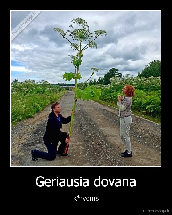 Geriausia dovana - k*rvoms